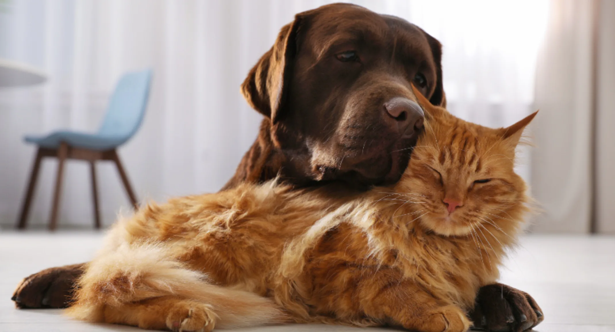 Brown Dog Cuddling Orange Cat